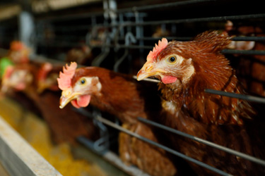 みずほファームのこだわり2:飼料